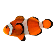 funky fish