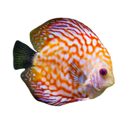 fugde fish