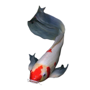 can u tell that i like fish